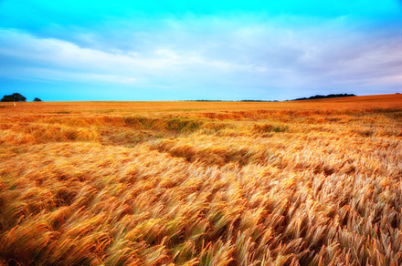 Harvest, a Photo by Peopleimages.com