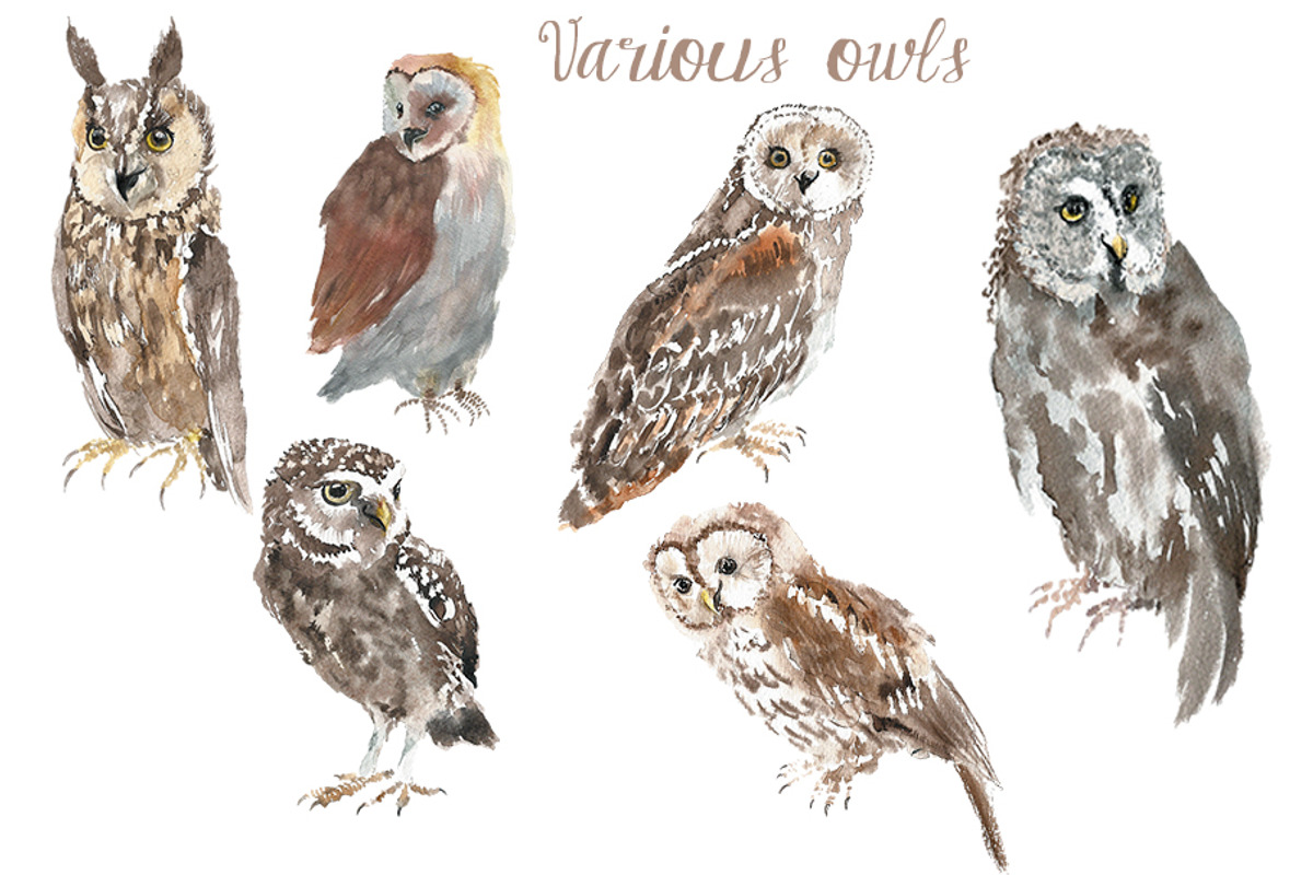 Watercolor Owls Bundle - 53 Owls, an Animal Illustration by YesFoxy (Photo 10 of 11)