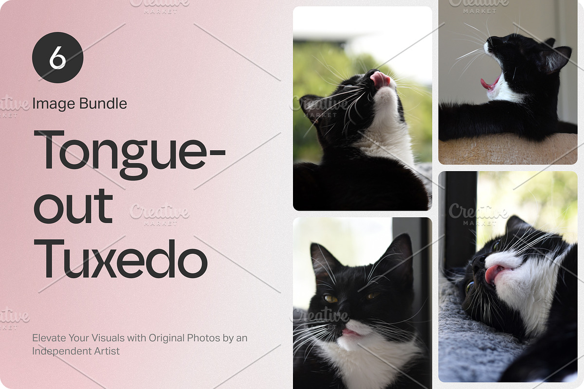 6 Image Bundle: Tongue-out Tuxedo, an Animal Photo by Happiestscone Photography (Photo 1 of 2)