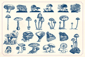 Vintage Mushrooms & Fungi