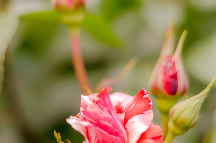 Red Rose Bud