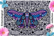 Entomological collection insect, a Decorative Illustration by Moonflora (Thumbnail 3 of 13)
