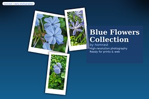 Blue flowers collection by Homrast