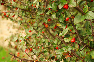 Cotoneaster bush showing many red berries, producing natural aut, a Photo by Studio ANNA