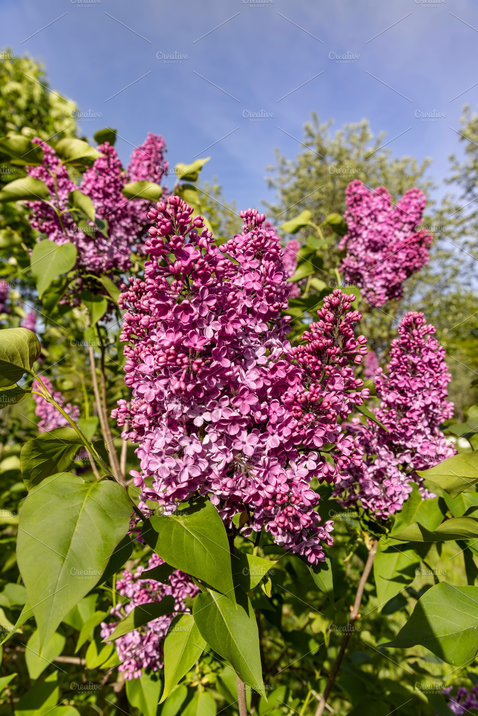 Beautiful blooming lilac bushes , spring park with blooming lilac flowers in th, a Photo by rsoollAI