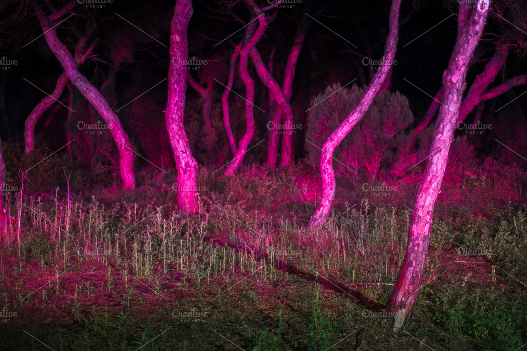 Dreamlike glowing night forest, an Abstract Photo by SkyNext