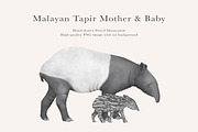 Mother & Baby Tapir Illustration, an Animal Illustration by LaurenFittonIllustration (Thumbnail 1 of 6)