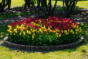 Vibrant tulip flower bed during springtime in Mosfellsbær, Iceland garden, a Photo by AS photostudio