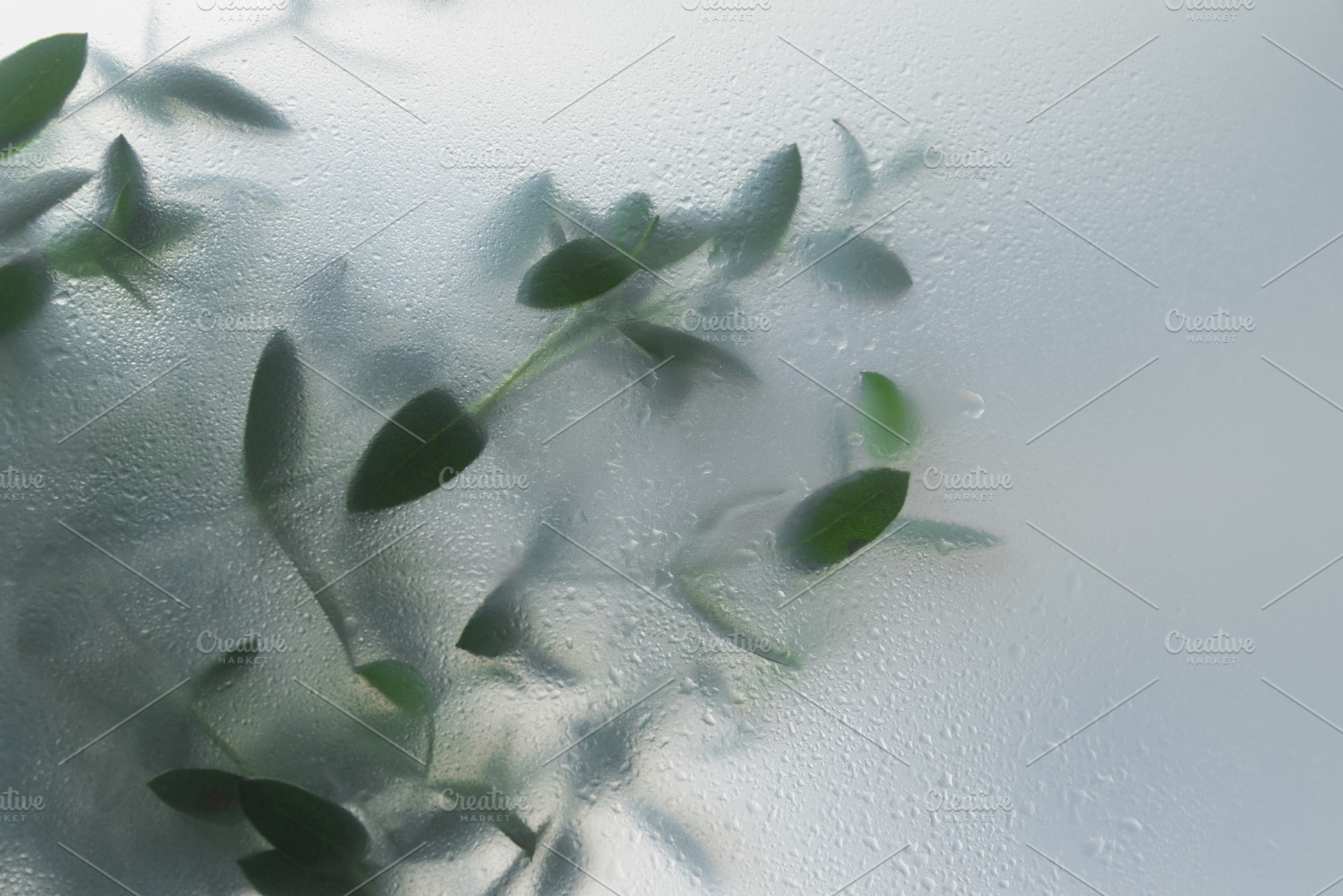 Soft green leaves behind frosted gla, a Nature Photo by Edalin's Store