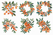 Watercolor Sea Buckthorn berry Clipa, an Illustration by Libby Wishes (Thumbnail 4 of 7)