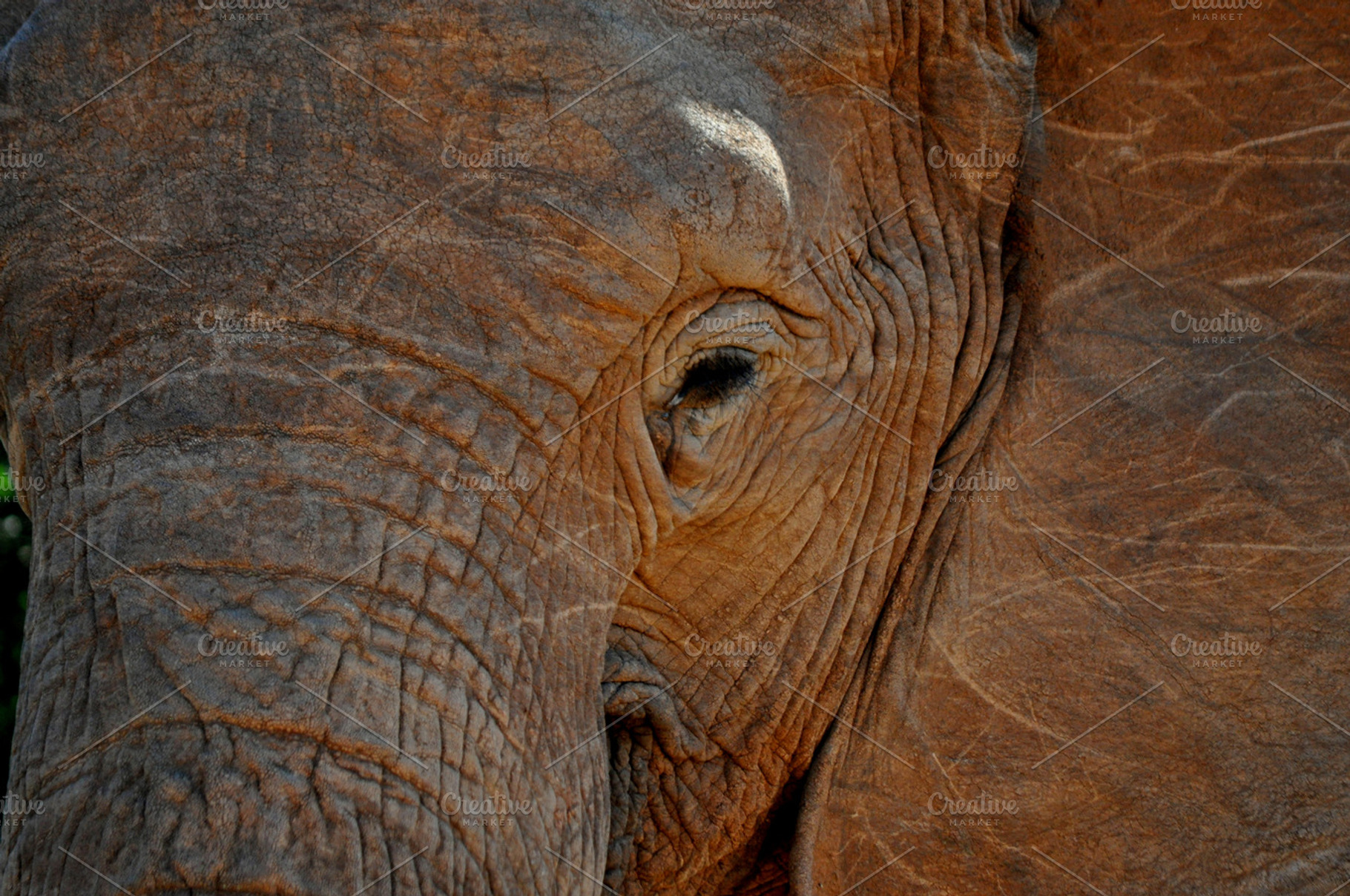 Elephant stock photo containing elephant and elephant texture, an Animal Photo by SCF