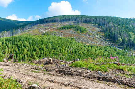 Forest deforestation cut tree, a Nature Photo by Vapi