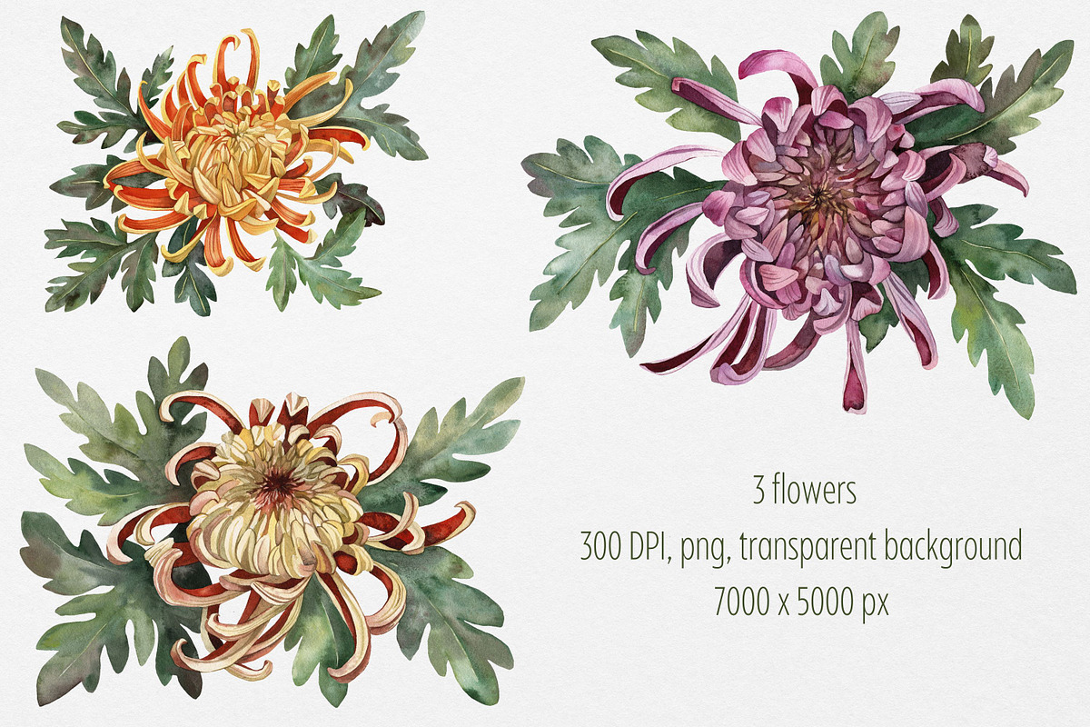 Watercolor flowers Chrysanthemum, a Decorative Illustration by Artcard Watercolor (Photo 3 of 5)