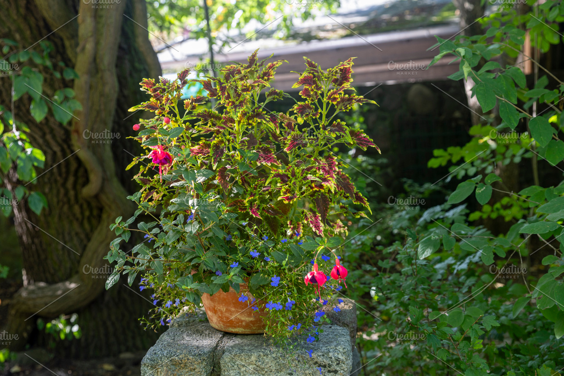 Potted colorful plants including coleus and fuchsia sitting on a, a Photo by Imaginarium