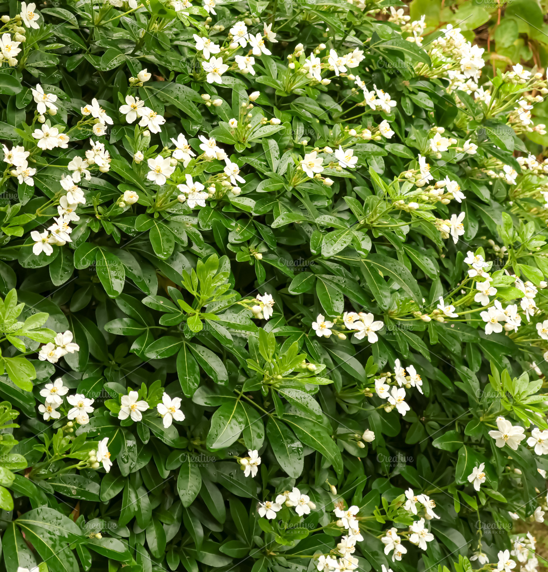 Mexican orange blossoms blooming on a choisya ternata shrub with, a Photo by Studio ANNA