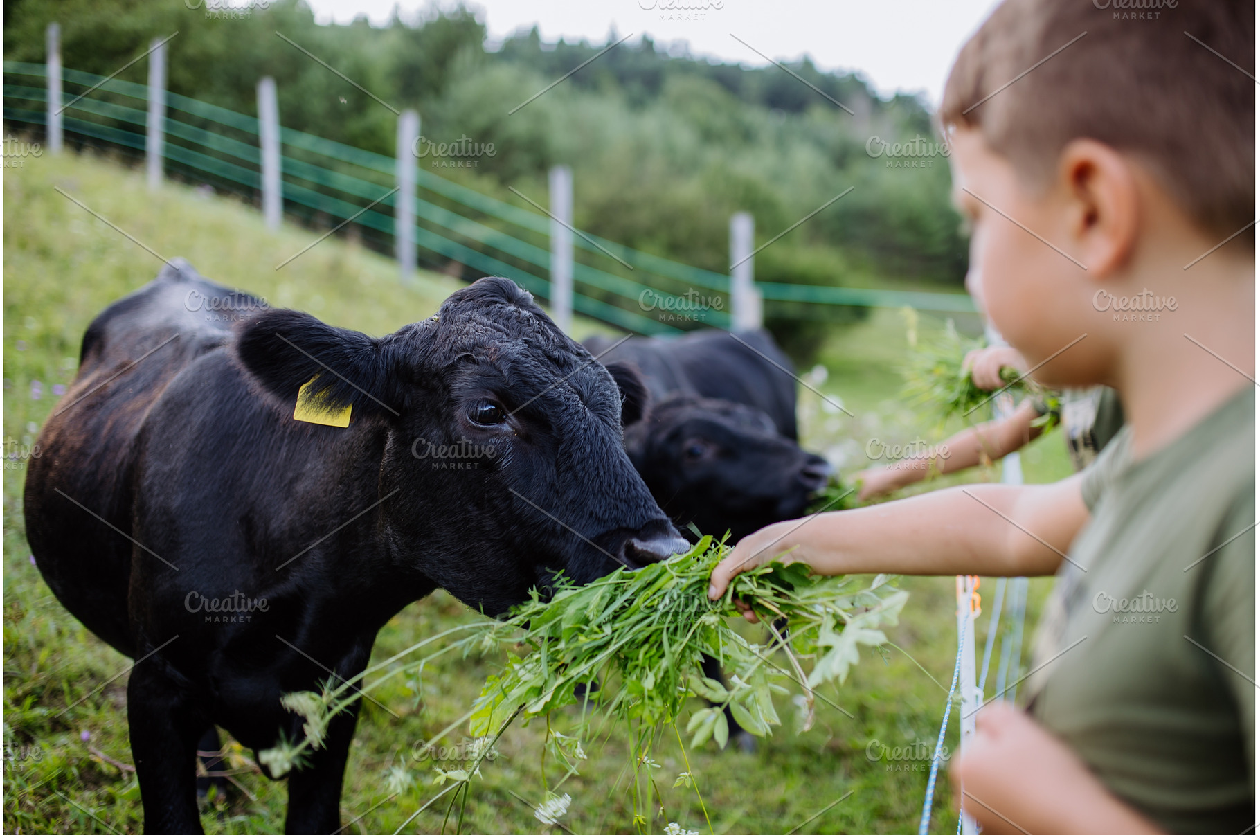 Boy feeding animals in paddock with, an Animal Photo by HalfPoint