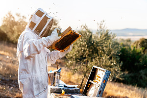 Beekeeper working collect honey bee featuring beekeeper, bee, and honeycomb