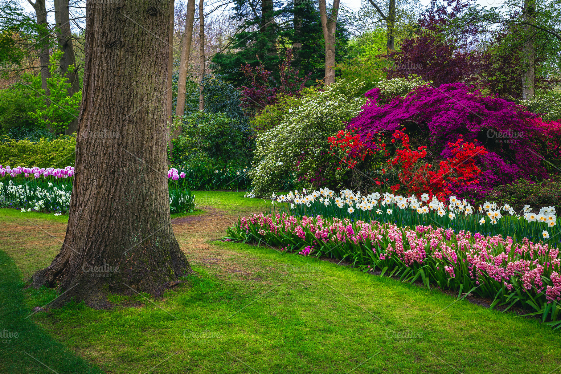 Beautiful flower beds in the park, a Wallpaper Photo by Alpine Dreams