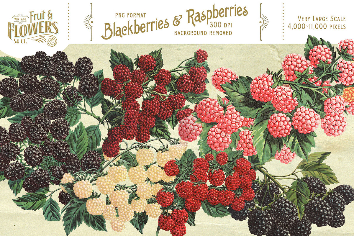 MASSIVE Vintage Fruit and Flowers, an Object Graphic by Eclectic Anthology (Photo 7 of 12)