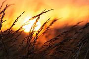 Cropfield sunset Bundle, a Nature Photo by Photo shack (Thumbnail 2 of 6)