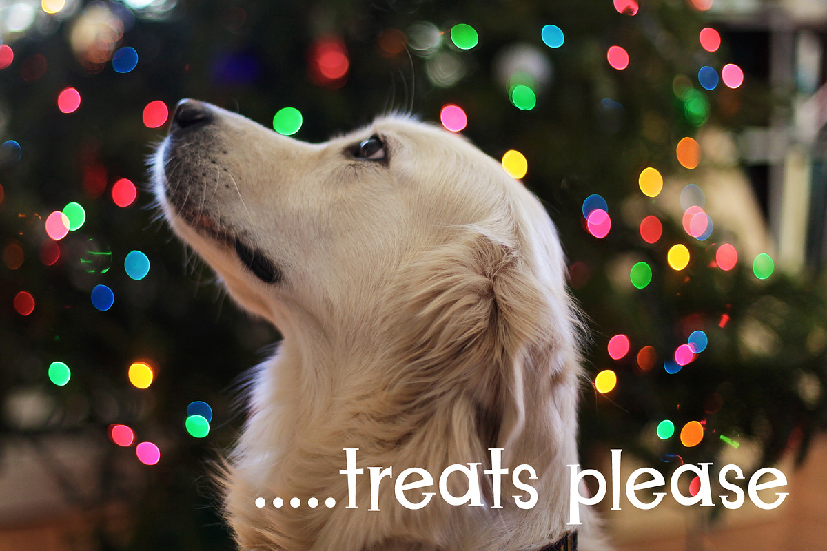 Christmas Puppies Font Pair preview 7