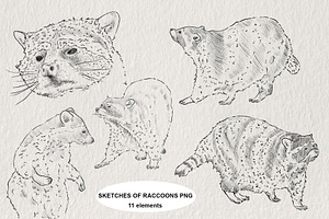 Raccoon sketches PNG