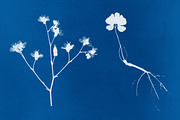 Flower Photoshop brushes, a Brush Add-On by Little Bean (Thumbnail 3 of 8)