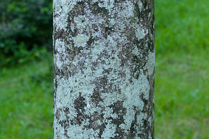 Close Up Texture of cloves bark, an Abstract Photo by Riza Azhari