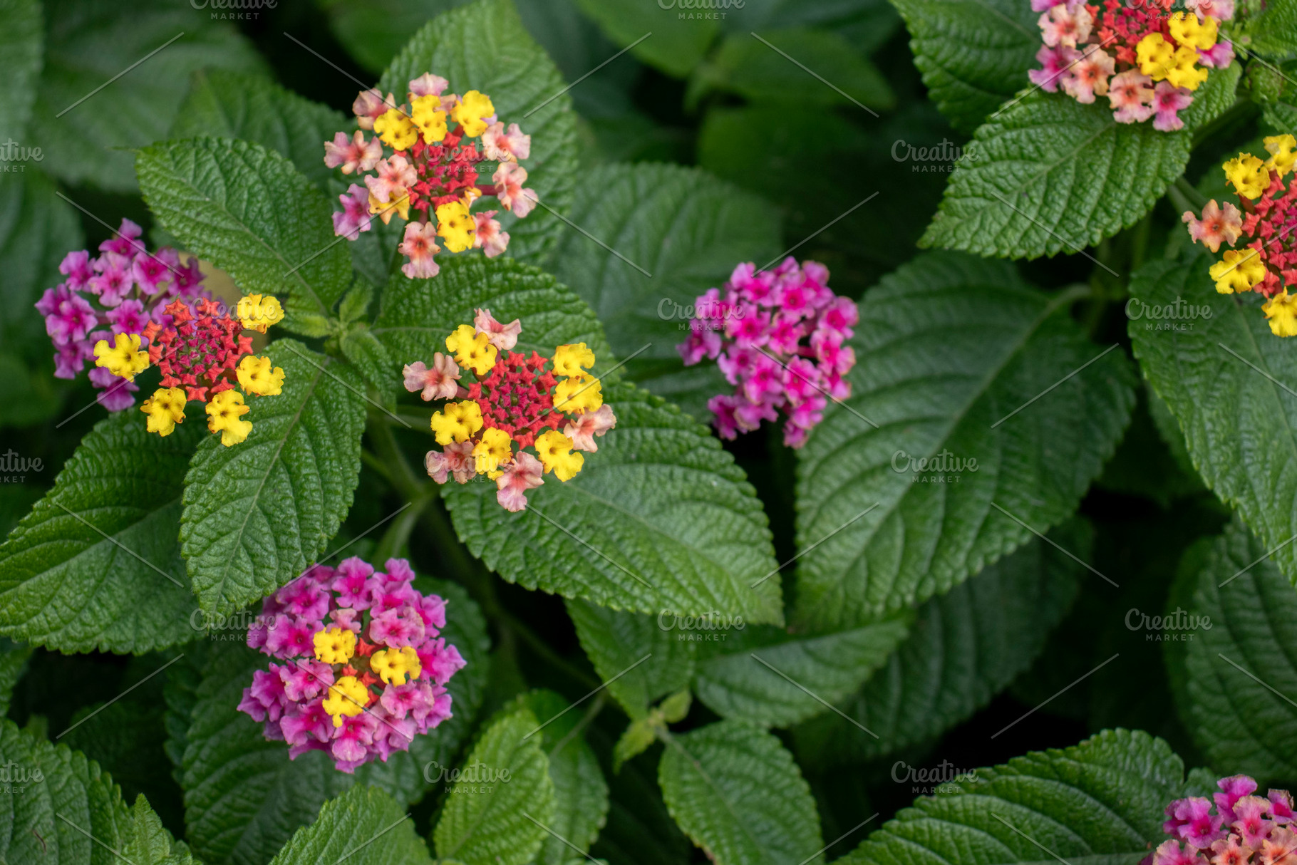 Lantana camara in bloom, a Nature Photo by Schreibikus