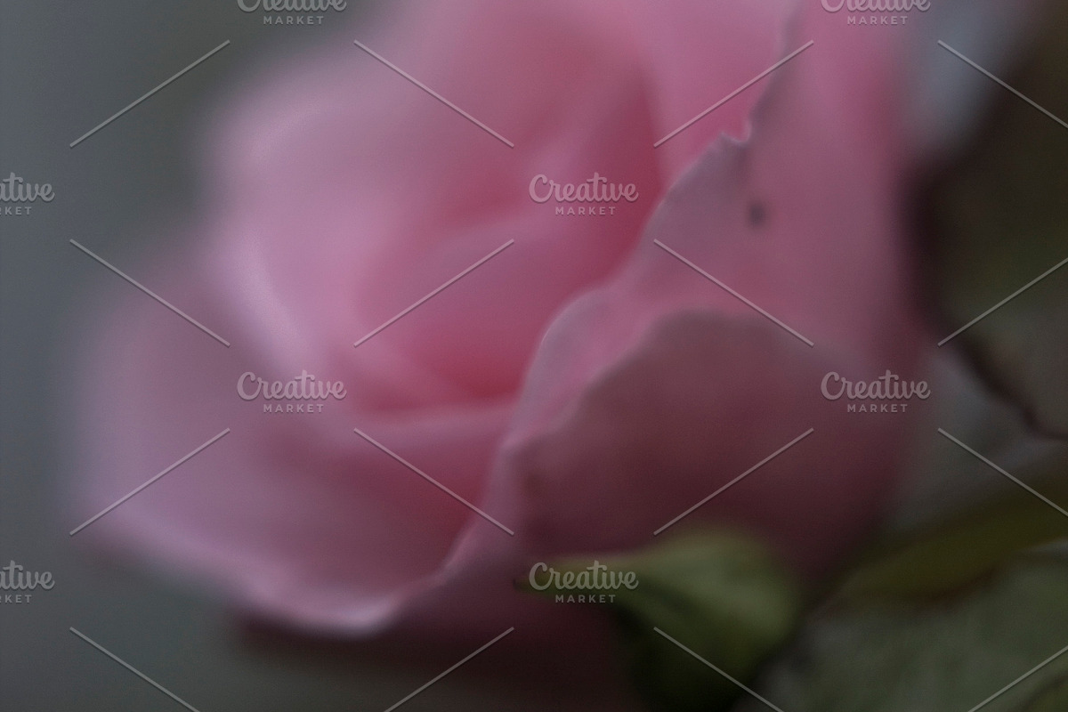 Emotional Pink Rose digital art, a Nature Photo by Mineden Digital Prints (Photo 5 of 5)