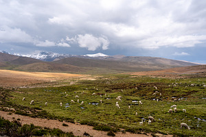 White Alpacas Grazing in the Peruvian Highlands Surrounded by Mo, a Nature Photo by GoodGoods