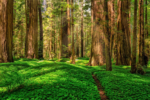 Redwood Giants
