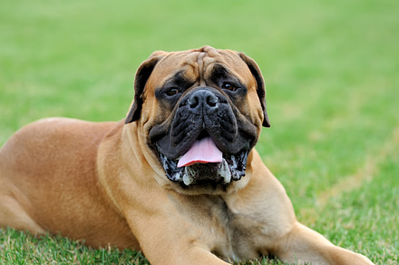 Dog containing animal, dog, and pet, an Animal Photo by Byrdyak