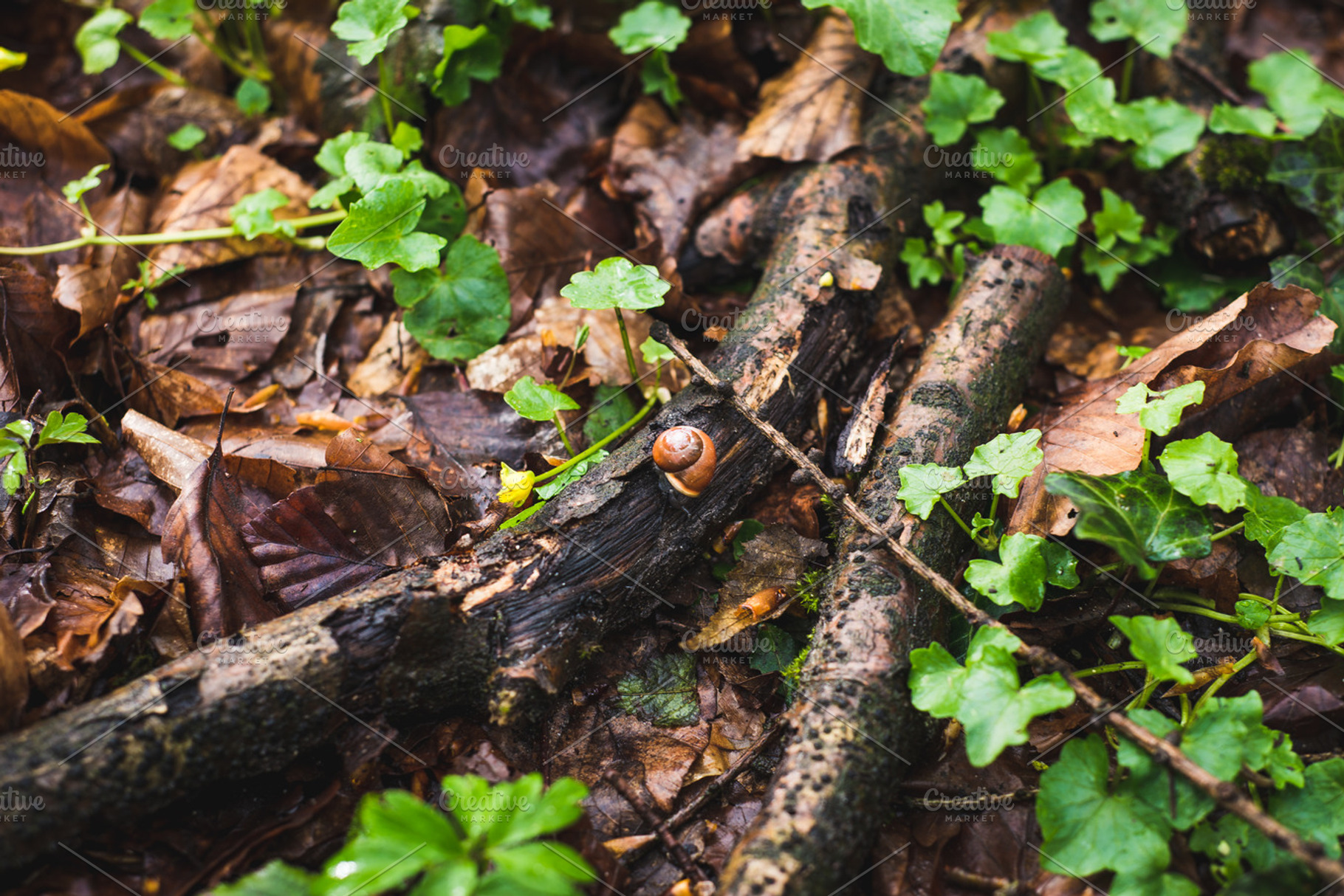 A Little Snail on a Branch, a Nature Photo by Kelly Van de Vliet
