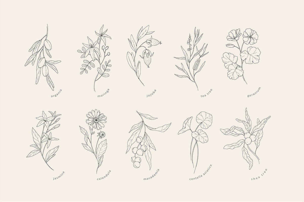 Cosmetic herbs, a Decorative Illustration by Merfin (Photo 4 of 6)