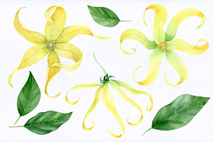 SALE. Ylang. Watercolor Collection