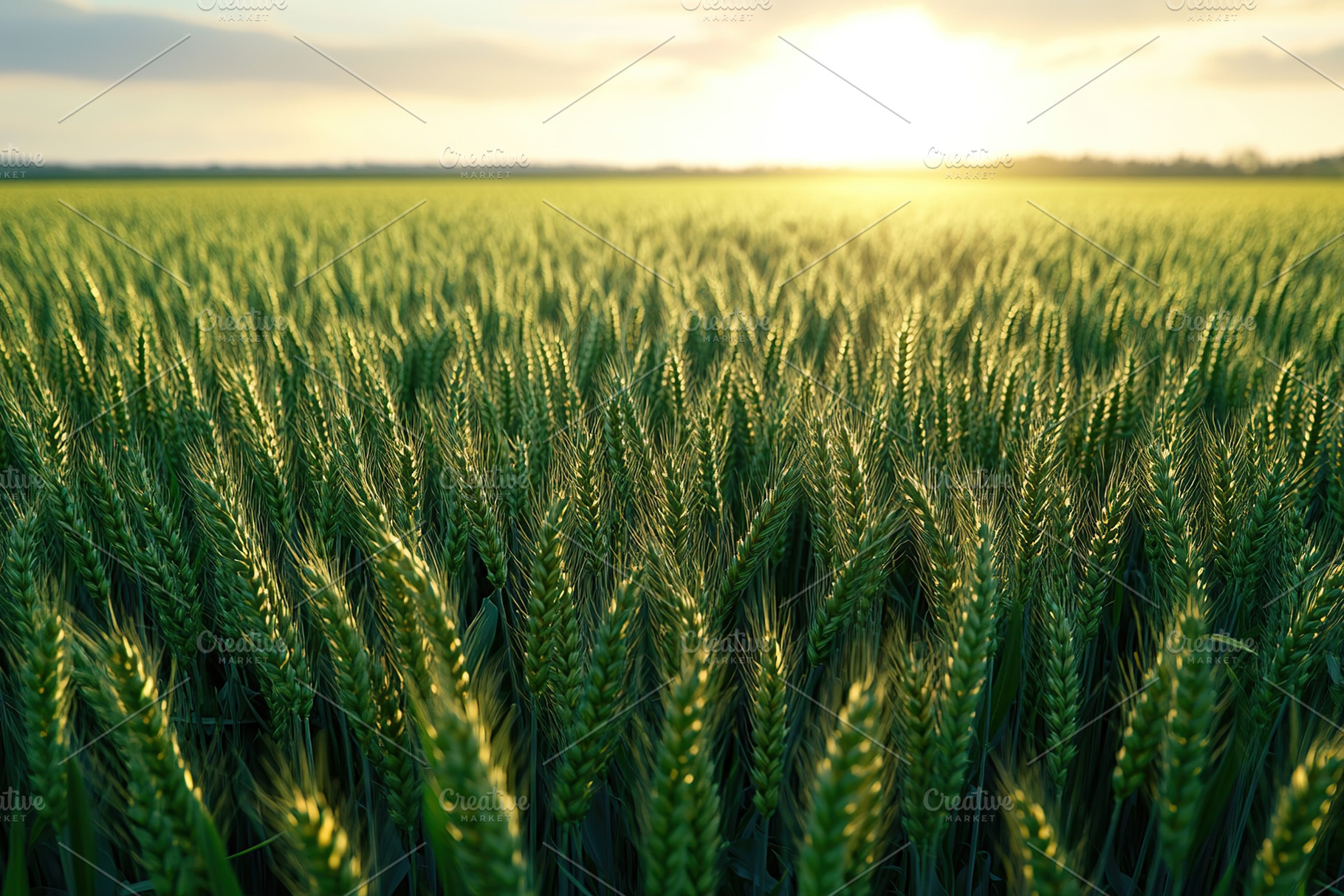 Meadow of green wheat field with sunlights, a Nature Photo by AlyaAnd