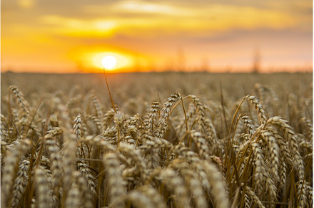 Scene of sunset on the agricultural, an Industrial Photo by volodymyrshtun13795
