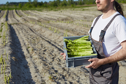 Farmer with box of asparagus in sunny day on field background