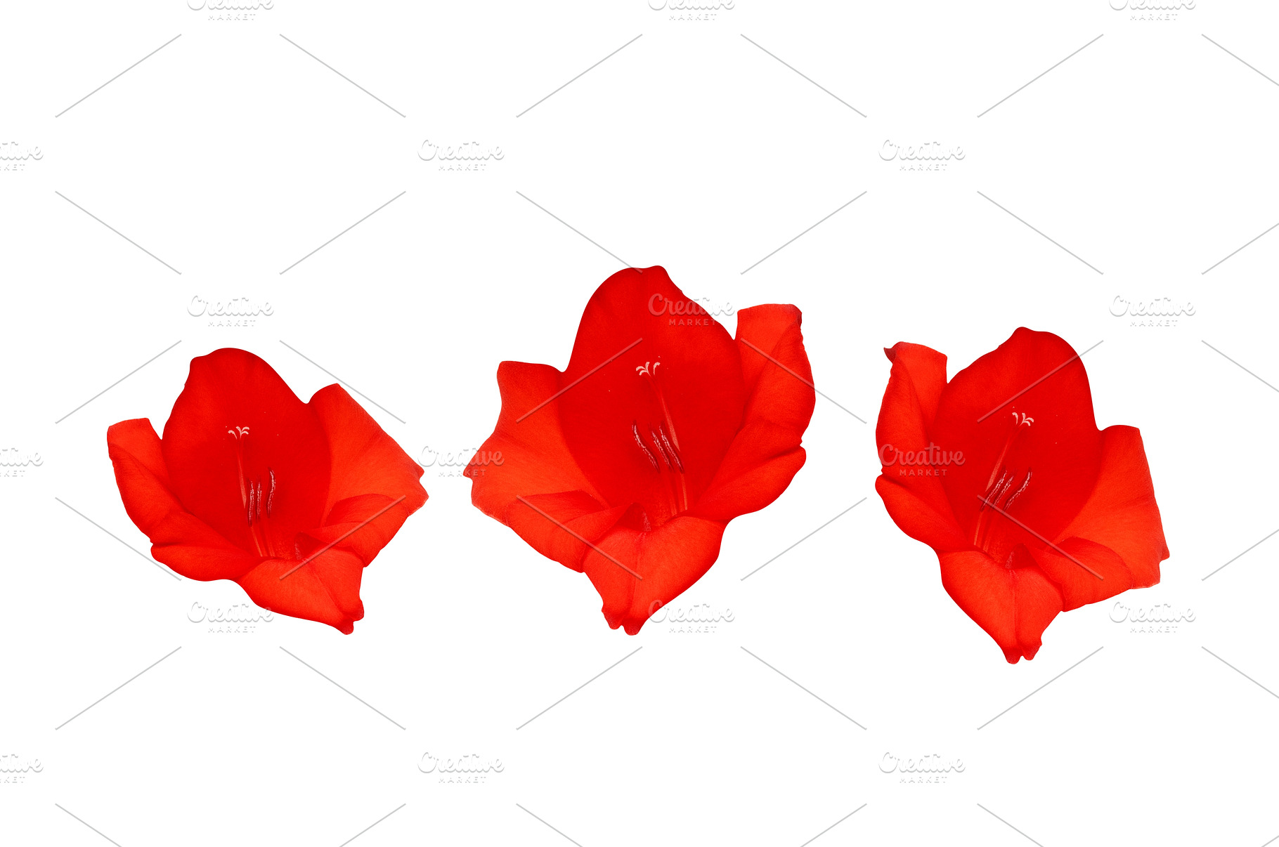 Scattered red flowers petals, a Nature Photo by Pakosta