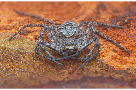 Spider Philodromus margaritatus, The, an Animal Photo by Lukas Jonaitis SHOP