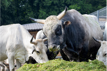 bull eating green silage on a farm
