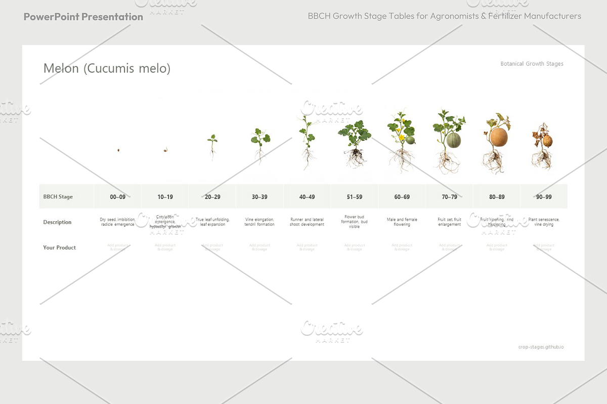 BBCH Growth Stages Cucurbits, a Presentation Template by Ilia Design (Photo 4 of 6)