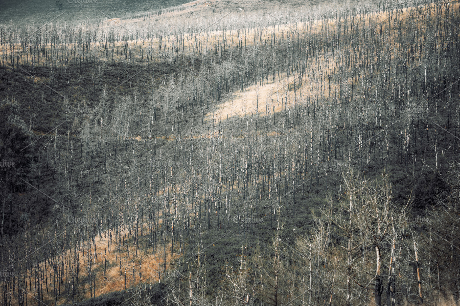 Burned Forest Plantation Slope, a Nature Photo by SkyNext