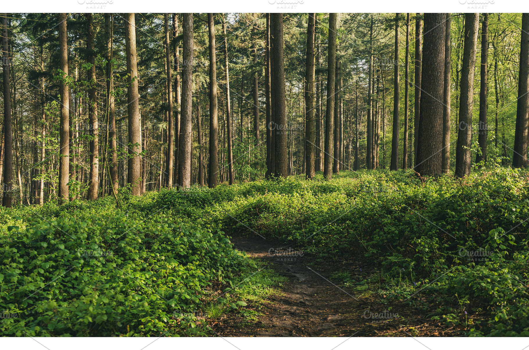 Spring sunny pine forest with path, a Nature Photo by Nature and travel