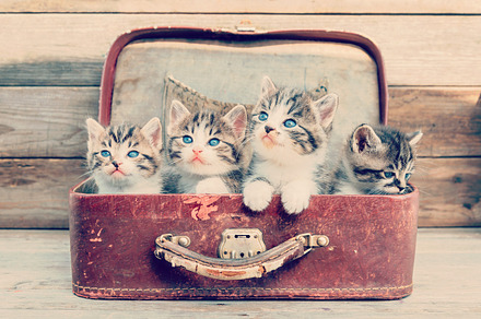 Kittens in retro suitcase