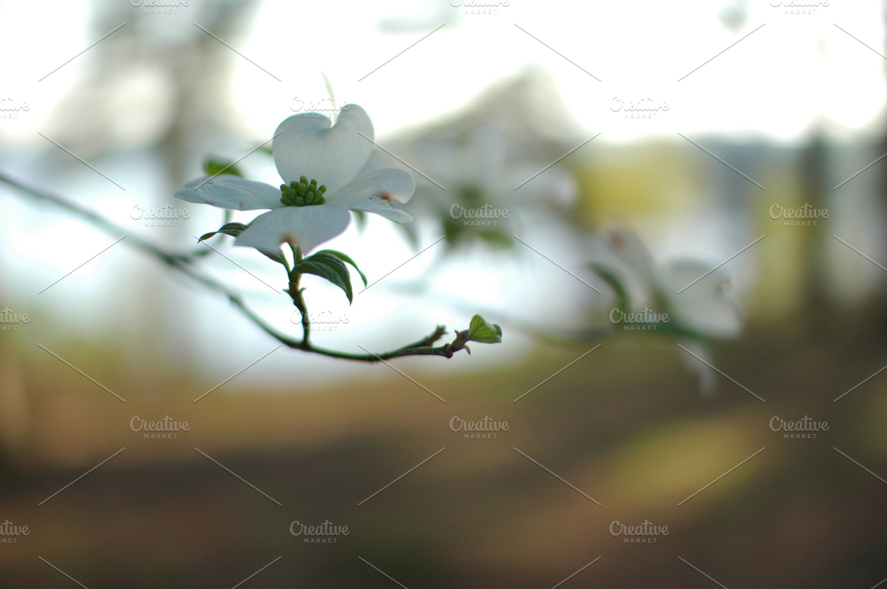 Lone Dogwood