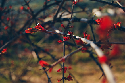 Pomegranate flowers stock photo containing flowers and pomegranate