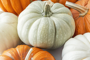 Autumn pumpkin assortment in orange white and green, a Nature Photo by José Manuel Gelpi