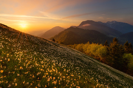Sunrise in the hills with daffodil flowers, a Nature Photo by Dreamy Pixel